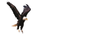 Grupo Águila